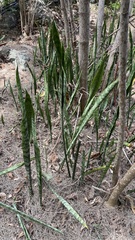 Sansevieria trifasciata