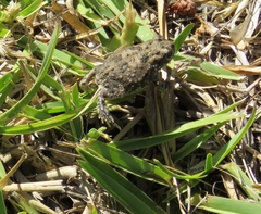 Vandijkophrynus angusticeps