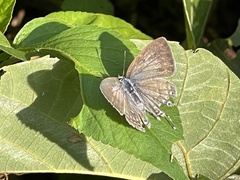 Catochrysops panormus