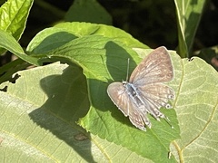 Catochrysops panormus