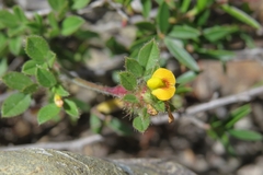 Stylosanthes viscosa