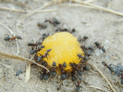 Formica cunicularia