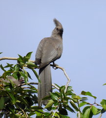 Corythaixoides concolor
