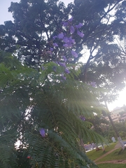 Jacaranda mimosifolia