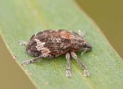 Oxyops fasciatus