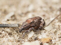 Oxyops fasciatus