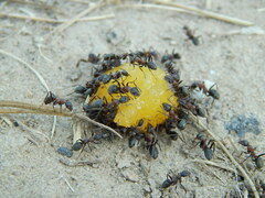 Formica cunicularia