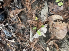 Echinodorus cordifolius