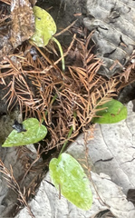 Echinodorus cordifolius