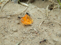 Formica cunicularia