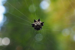 Gasteracantha kuhli