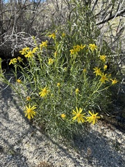 Senecio flaccidus monoensis