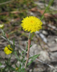 Rutidosis murchisonii