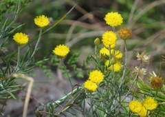 Rutidosis murchisonii