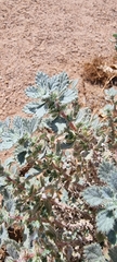 Forsskaolea tenacissima