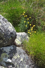 Rutidosis murchisonii