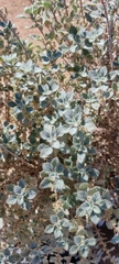 Forsskaolea tenacissima