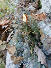Asplenium septentrionale