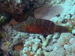 Oxycheilinus digramma