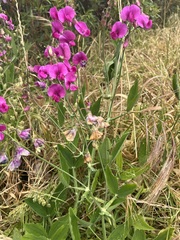 Lathyrus
