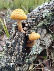 Gymnopilus suberis