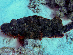 Scorpaenidae