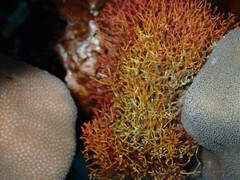 Amphiroa