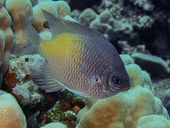 Yellowfin Damsel photo 5