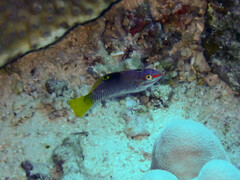 Halichoeres hortulanus