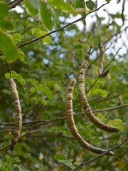Senna pendula glabrata