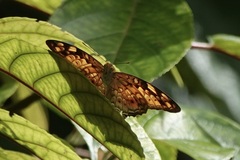 Vagrans sinha