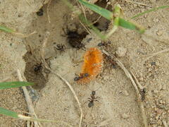 Formica cunicularia