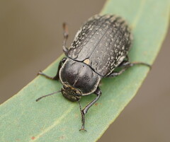 Lepispilus rotundicollis