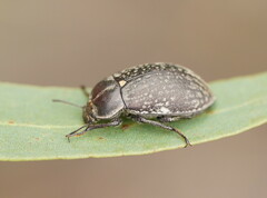 Lepispilus rotundicollis