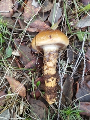 Cortinarius collinitus