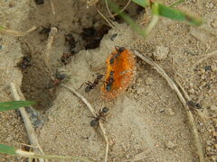 Formica cunicularia