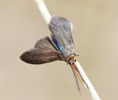 Pollanisus subdolosa