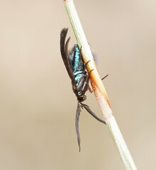 Pollanisus subdolosa