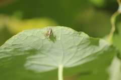 Oxyopes gracilipes