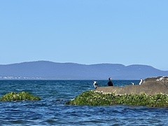 Phalacrocorax fuscescens