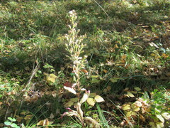 Solidago dahurica