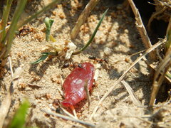 Formica cunicularia