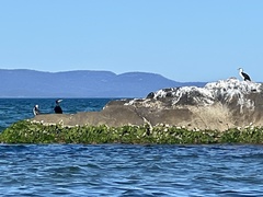Phalacrocorax fuscescens