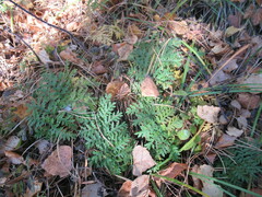 Artemisia tanacetifolia
