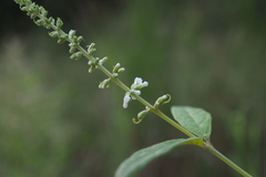 Buddleja asiatica