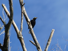 Sericulus chrysocephalus