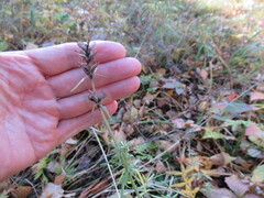 Dracocephalum ruyschiana