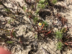 Poecilolepis maritima