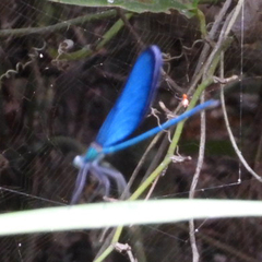 Matrona cyanoptera