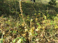 Aconitum barbatum